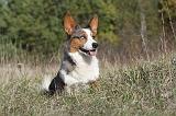CORGI CARDIGAN 014